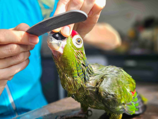 What Makes Parrot Grooming Difficult?