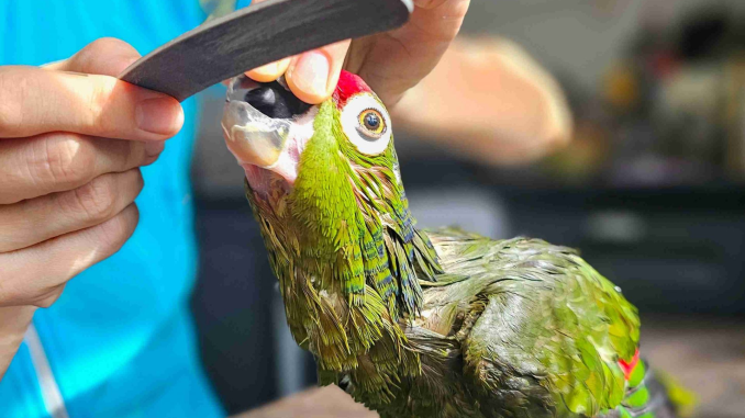 What Makes Parrot Grooming Difficult?